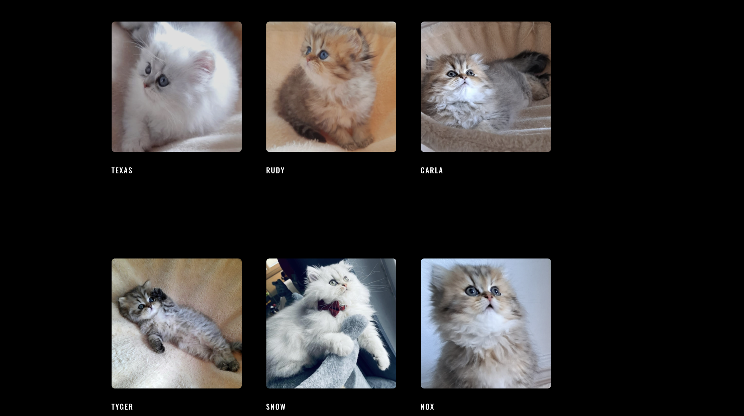 Site Web pour l'Élevage Félin Les Diamants du Royaume - Image 1